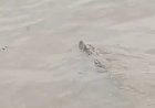 Video Penampakan Buaya di Sungai Barito Beredar di Grup WhatsApp