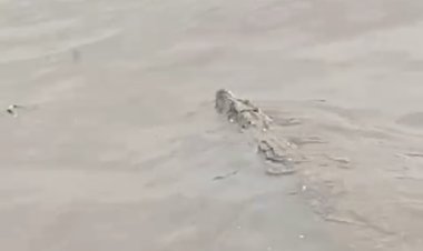 Video Penampakan Buaya di Sungai Barito Beredar di Grup WhatsApp